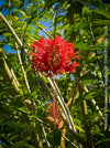 Hibiscus Schizopetalus Royal, organically grown tropical plants for sale at TOMs FLOWer CLUB.