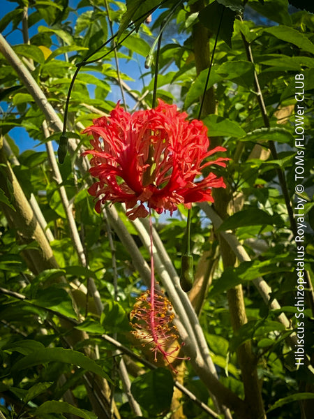 Hibiscus Schizopetalus Royal, organically grown tropical plants for sale at TOMs FLOWer CLUB.