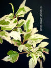 Hibiscus Rosa-sinensis Cooperii Albo Variegata, organically grown tropical plants for sale at TOMsFLOWer CLUB.