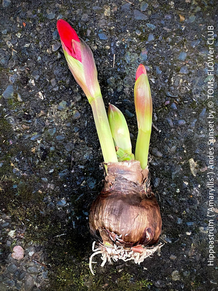Hippeastrum Amaryllis Andes Sunset, organically grown tropical plants for sale at TOMs FLOWer CLUB.