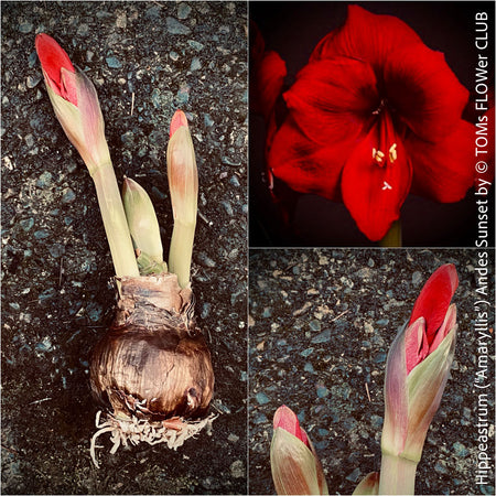 Hippeastrum Amaryllis Andes Sunset, organically grown tropical plants for sale at TOMs FLOWer CLUB.