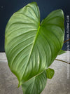 Green leaf of Homalomena rubescens tropical houseplant with pure green leaves and wine-red stems, approximately 60 × 60 cm, organically cultivated in Switzerland.