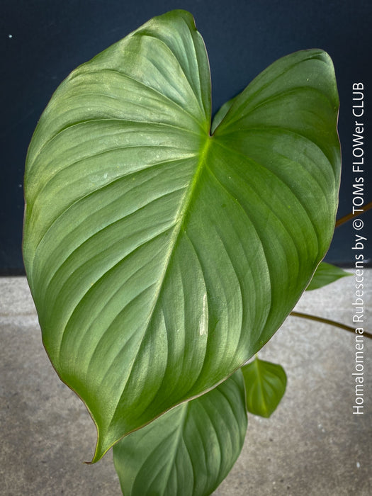 Green leaf of Homalomena rubescens tropical houseplant with pure green leaves and wine-red stems, approximately 60 × 60 cm, organically cultivated in Switzerland.