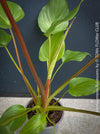 Homalomena rubescens tropical houseplant with pure green leaves and wine-red stems, cultivated in TOMs FLOWer CLUB, Zurich, Switzerland.
