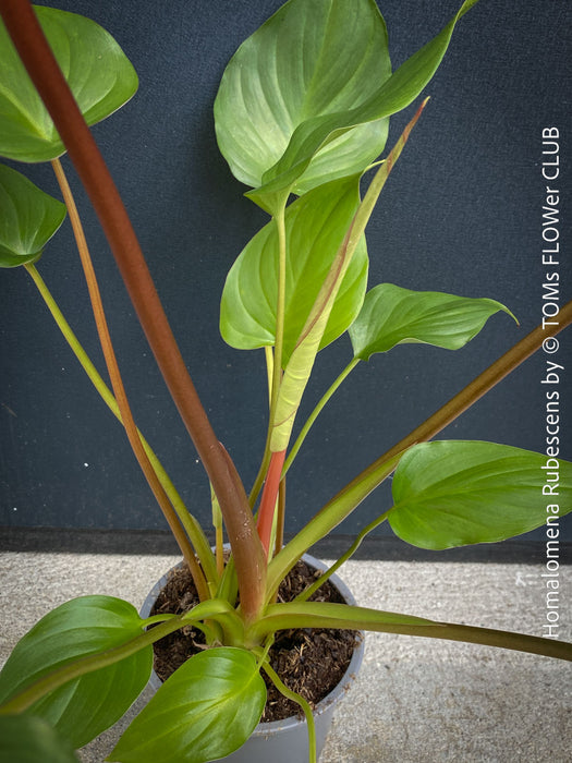 Homalomena rubescens tropical houseplant with pure green leaves and wine-red stems, cultivated in TOMs FLOWer CLUB, Zurich, Switzerland.