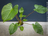 Homalomena rubescens tropical houseplant with pure green leaves and wine-red stems, cultivated in TOMs FLOWer CLUB, Zurich, Switzerland.