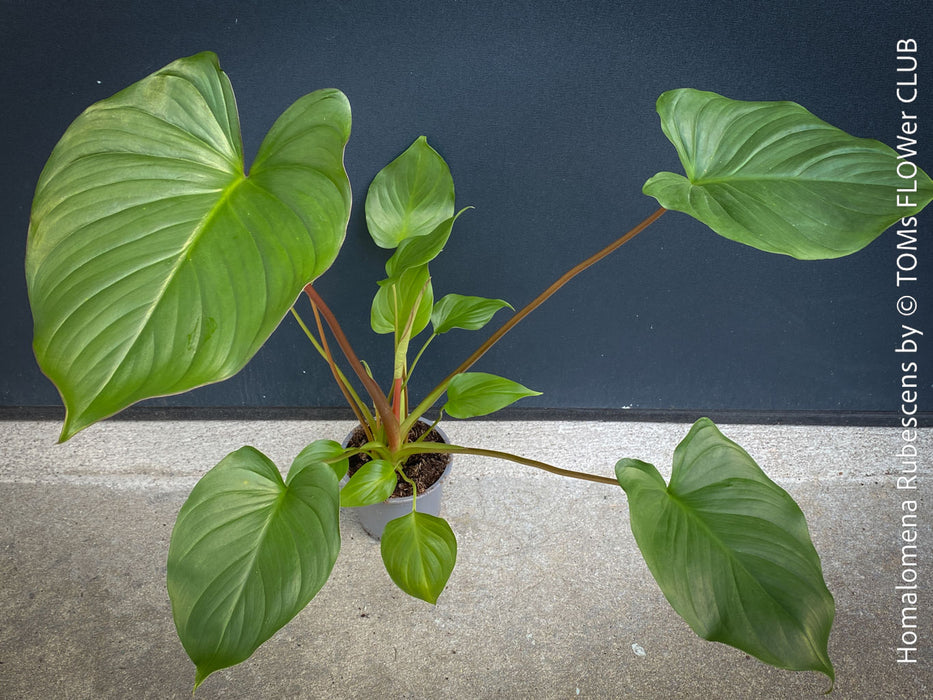 Homalomena rubescens tropical houseplant with pure green leaves and wine-red stems, cultivated in TOMs FLOWer CLUB, Zurich, Switzerland.