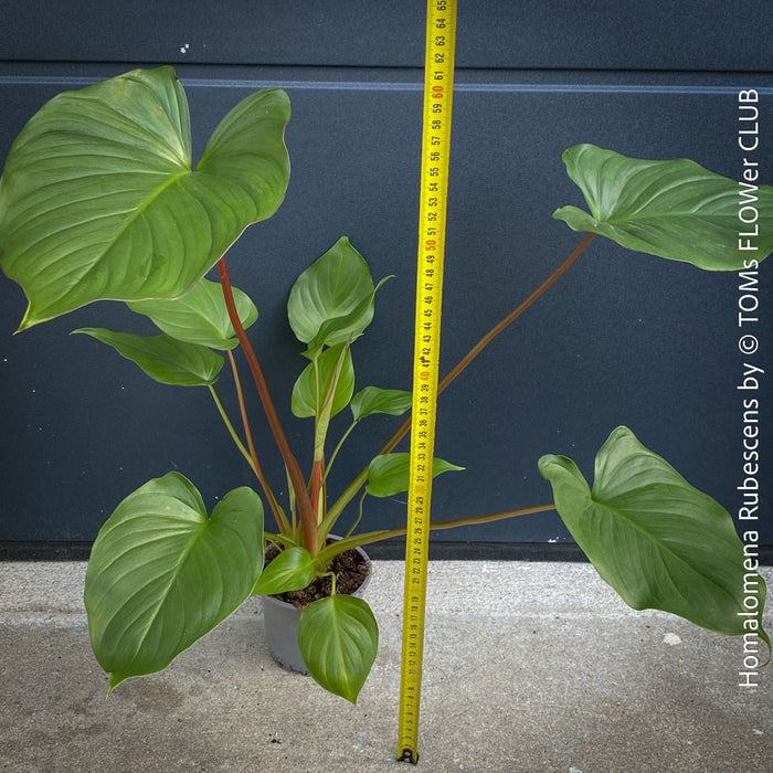Homalomena rubescens tropical houseplant with pure green leaves and wine-red stems, cultivated in TOMs FLOWer CLUB, Zurich, Switzerland.