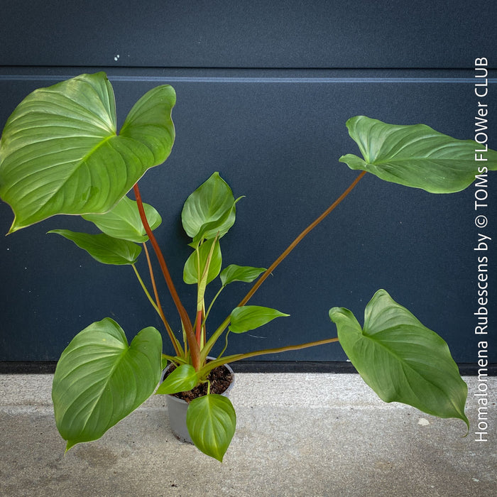 Homalomena rubescens tropical houseplant with pure green leaves and wine-red stems, cultivated in TOMs FLOWer CLUB, Zurich, Switzerland.