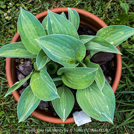 Hosta Kiwi Full Monty, organically grown, shade loving plants, ready for terrace or garden planting at TOMs FLOWer CLUB