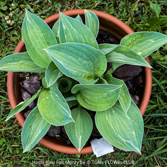Hosta Kiwi Full Monty, organically grown, shade loving plants, ready for terrace or garden planting at TOMs FLOWer CLUB