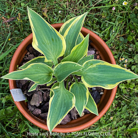 Hosta Lacy Belle with green yellow variegated leaves, organically grown, shade loving plants, ready for terrace or garden planting at TOMs FLOWer CLUB