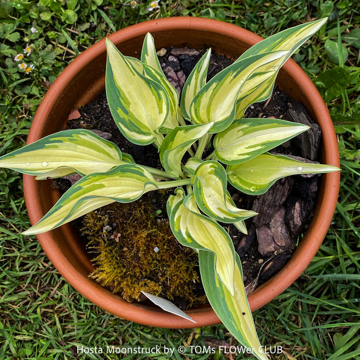 Hosta Moonstruck, organically grown, shade loving plants, ready for terrace or garden planting at TOMs FLOWer CLUB