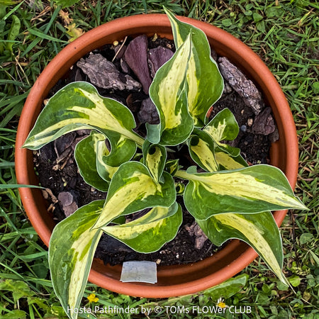 Hosta Pathfinder with yellow green variegated leaves, organically grown, shade loving plants, ready for terrace or garden planting at TOMs FLOWer CLUB