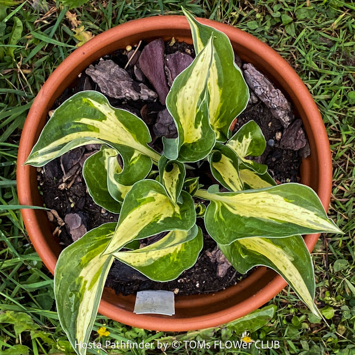 Hosta Pathfinder with yellow green variegated leaves, organically grown, shade loving plants, ready for terrace or garden planting at TOMs FLOWer CLUB