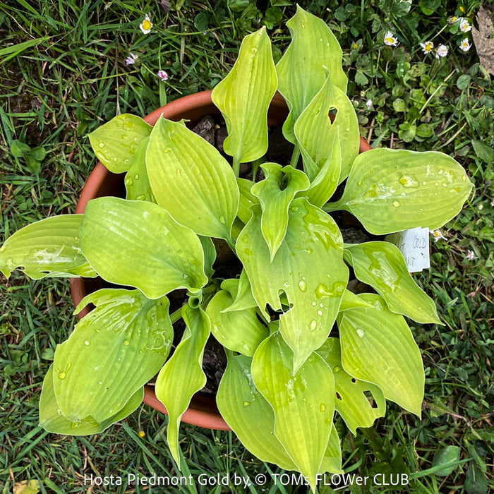 Hosta Piedmont Gold with green leaves, organically grown, shade loving plants, ready for terrace or garden planting at TOMs FLOWer CLUB