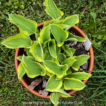 Hosta Pilgrim with green yellow variegated leaves, organically grown, shade loving plants, ready for terrace or garden planting at TOMs FLOWer CLUB