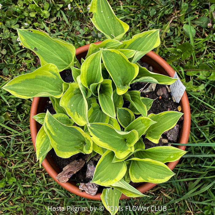 Hosta Pilgrim with green yellow variegated leaves, organically grown, shade loving plants, ready for terrace or garden planting at TOMs FLOWer CLUB