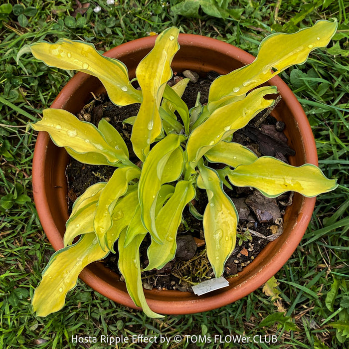Hosta Pathfinder with yellow green variegated leaves, organically grown, shade loving plants, ready for terrace or garden planting at TOMs FLOWer CLUB