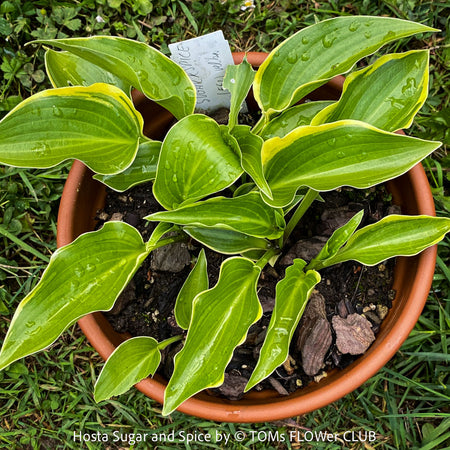 Hosta Sugar and Spice with green yellow variegated leaves, organically grown, shade loving plants, ready for terrace or garden planting at TOMs FLOWer CLUB