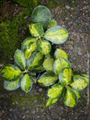 Hoya Australis Lisa, wachsblume, organically grown tropical plants for sale at TOMs FLOWer CLUB.