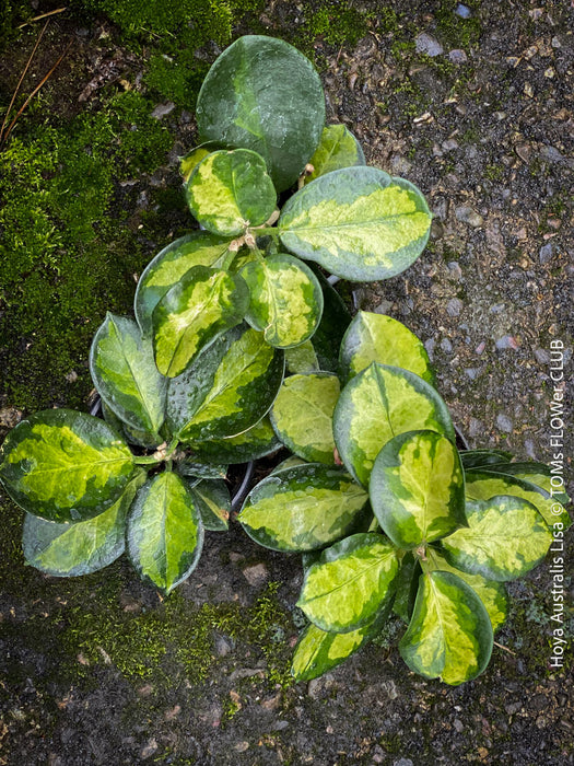 Hoya Australis Lisa, wachsblume, organically grown tropical plants for sale at TOMs FLOWer CLUB.