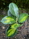 Hoya Australis Lisa, wachsblume, organically grown tropical plants for sale at TOMs FLOWer CLUB.