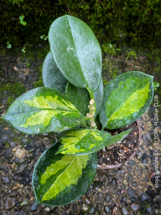 Hoya Australis Lisa, wachsblume, organically grown tropical plants for sale at TOMs FLOWer CLUB.