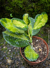 Hoya Australis Lisa, wachsblume, organically grown tropical plants for sale at TOMs FLOWer CLUB.