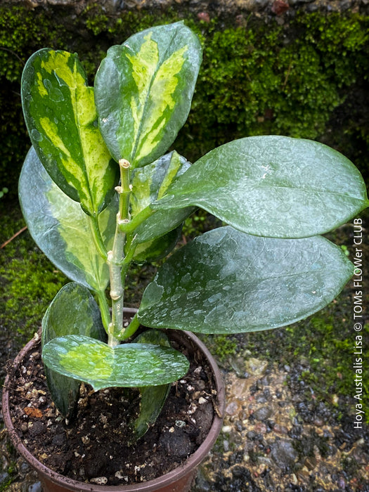 Hoya Australis Lisa, wachsblume, organically grown tropical plants for sale at TOMs FLOWer CLUB.