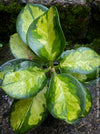 Hoya Australis Lisa, wachsblume, organically grown tropical plants for sale at TOMs FLOWer CLUB.