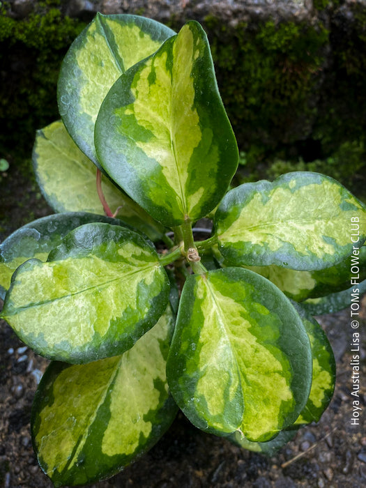 Hoya Australis Lisa, wachsblume, organically grown tropical plants for sale at TOMs FLOWer CLUB.