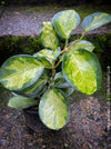 Hoya Australis Lisa, wachsblume, organically grown tropical plants for sale at TOMs FLOWer CLUB.