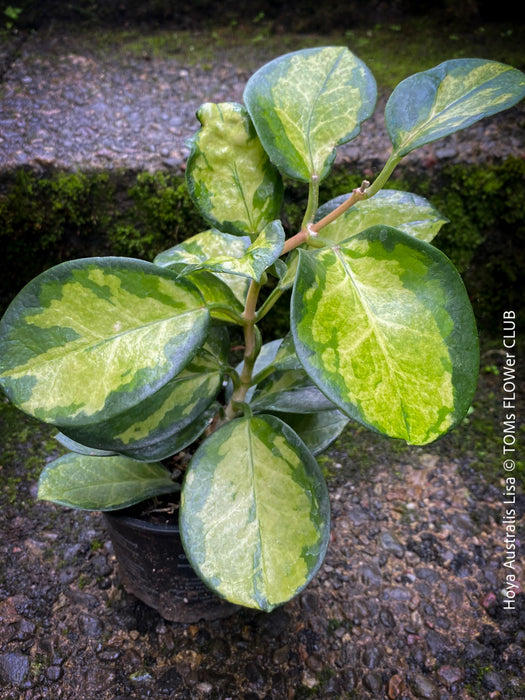 Hoya Australis Lisa, wachsblume, organically grown tropical plants for sale at TOMs FLOWer CLUB.