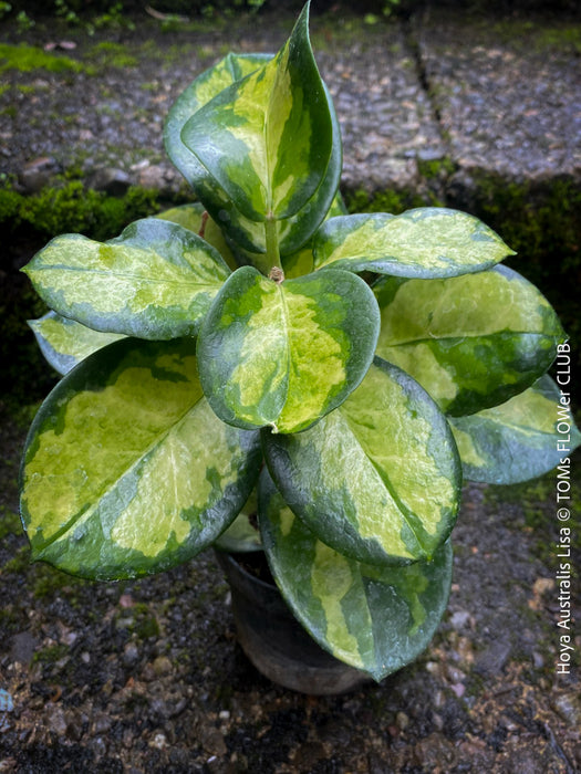 Hoya Australis Lisa, wachsblume, organically grown tropical plants for sale at TOMs FLOWer CLUB.