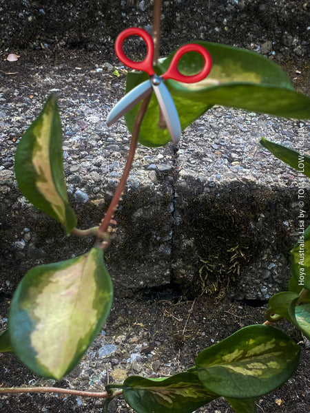 Hoya Australis Lisa offered for sale as cutting from my organically grown mother plant, which is regularly flowering, wachsblume, organically grown tropical plants for sale at TOMs FLOWer CLUB.