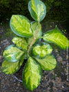 Hoya Australis Lisa, wachsblume, organically grown tropical plants for sale at TOMs FLOWer CLUB.