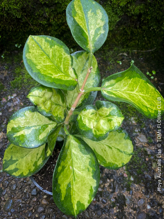 Hoya Australis Lisa, wachsblume, organically grown tropical plants for sale at TOMs FLOWer CLUB.