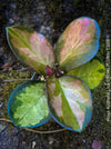 Hoya Australis Lisa, wachsblume, organically grown tropical plants for sale at TOMs FLOWer CLUB.