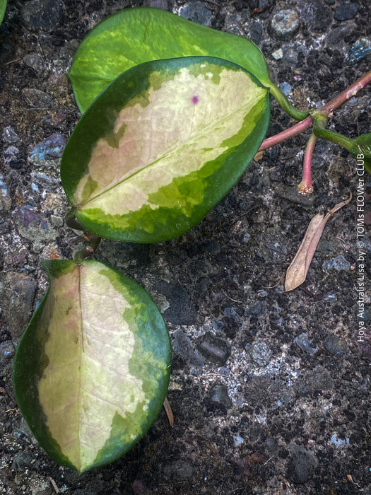 Hoya Australis Lisa offered for sale as cutting from my organically grown mother plant, which is regularly flowering, wachsblume, organically grown tropical plants for sale at TOMs FLOWer CLUB.