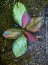 Hoya Australis Lisa, wachsblume, organically grown tropical plants for sale at TOMs FLOWer CLUB.