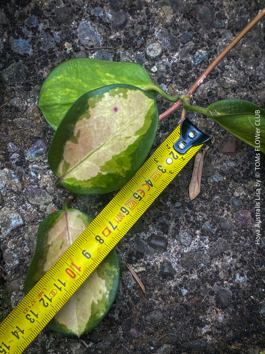 Hoya Australis Lisa offered for sale as cutting from my organically grown mother plant, which is regularly flowering, wachsblume, organically grown tropical plants for sale at TOMs FLOWer CLUB.