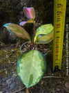 Hoya Australis Lisa, wachsblume, organically grown tropical plants for sale at TOMs FLOWer CLUB.