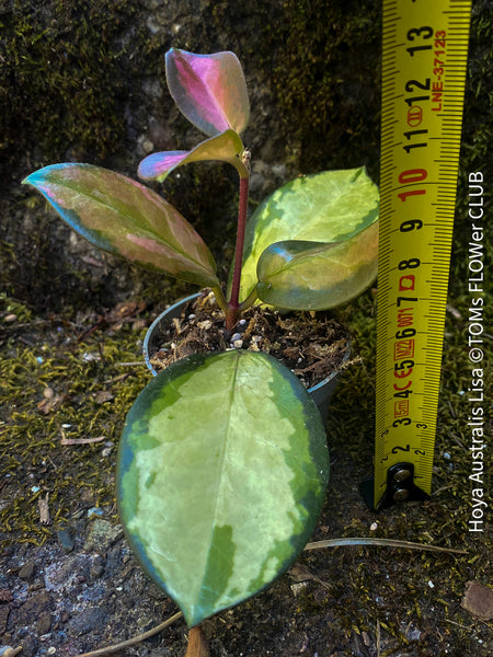 Hoya Australis Lisa, wachsblume, organically grown tropical plants for sale at TOMs FLOWer CLUB.