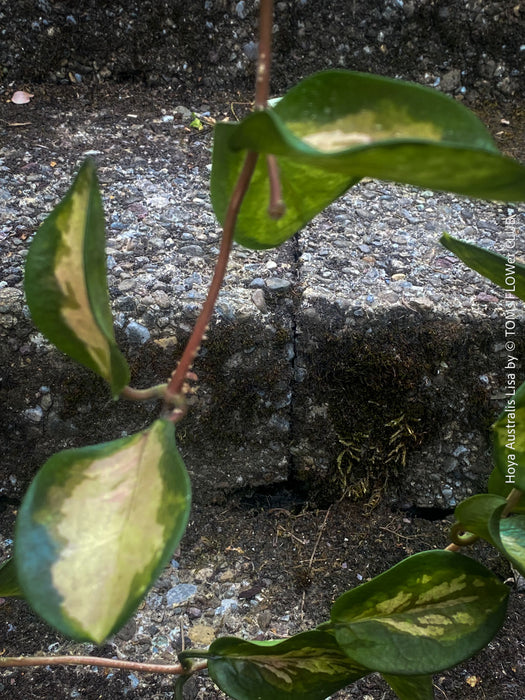 Hoya Australis Lisa offered for sale as cutting from my organically grown mother plant, which is regularly flowering, wachsblume, organically grown tropical plants for sale at TOMs FLOWer CLUB.