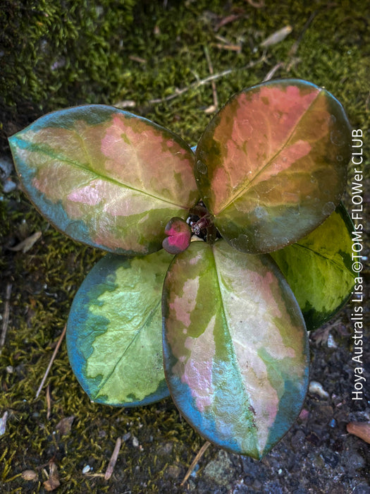 Hoya Australis Lisa, wachsblume, organically grown tropical plants for sale at TOMs FLOWer CLUB.