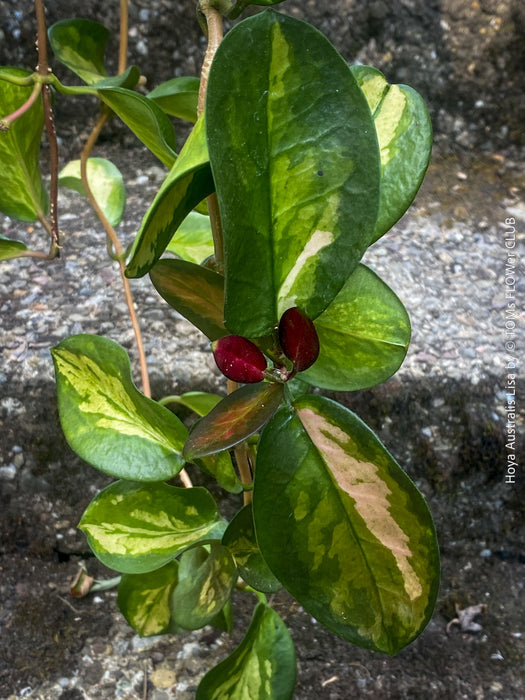 Hoya Australis Lisa offered for sale as cutting from my organically grown mother plant, which is regularly flowering, wachsblume, organically grown tropical plants for sale at TOMs FLOWer CLUB.