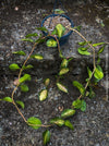 Hoya Australis Lisa offered for sale as cutting from my organically grown mother plant, which is regularly flowering, wachsblume, organically grown tropical plants for sale at TOMs FLOWer CLUB.