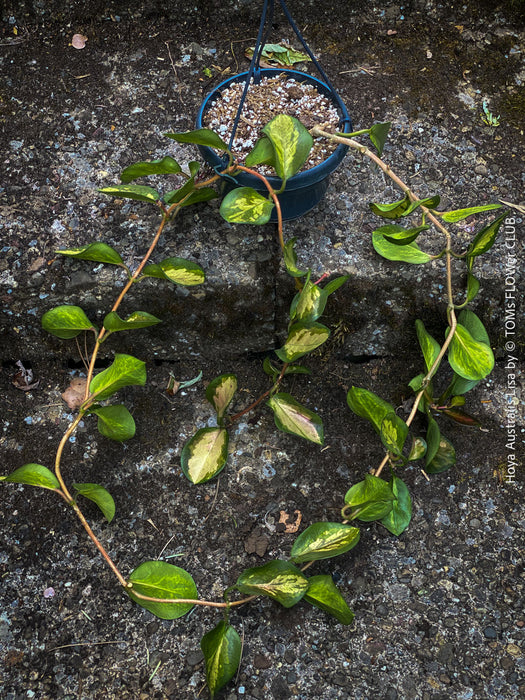Hoya Australis Lisa offered for sale as cutting from my organically grown mother plant, which is regularly flowering, wachsblume, organically grown tropical plants for sale at TOMs FLOWer CLUB.