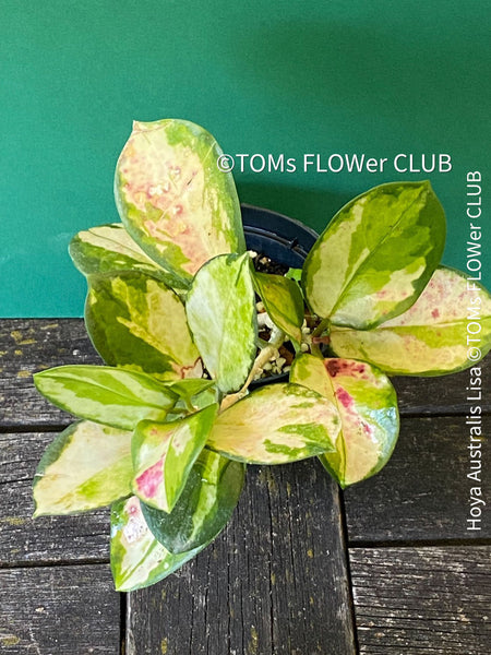 Hoya Australis Lisa, wachsblume, organically grown tropical plants for sale at TOMs FLOWer CLUB.